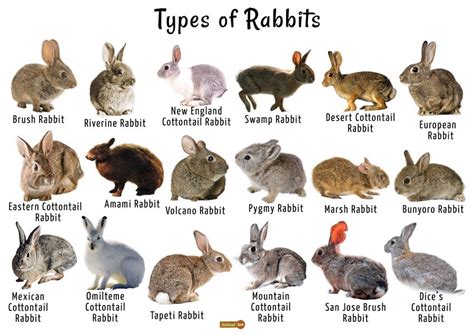 bunnybr4t|List of rabbit breeds